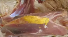 現(xiàn)在青年雞最嚴(yán)重的是什么？
