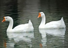 養(yǎng)鵝禁忌有哪些？看看你中了幾條！