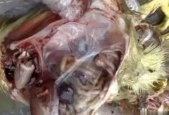 黃病毒在南方各個(gè)地區(qū)多發(fā)，這里帶你了解黃病