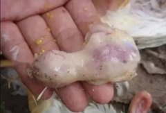 肉雞最頭疼的還是腺肌胃炎，到底該怎么解決？
