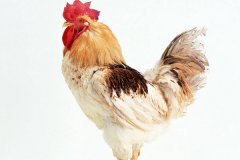 雞腺胃炎跟腸道混感治療方法?。夹g(shù)指導(dǎo)）