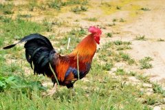 肉雞養(yǎng)殖成本要如何控制？