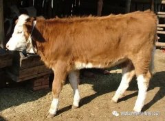 肥牛養(yǎng)殖過(guò)程中存在的問(wèn)題，應(yīng)該如何進(jìn)行解決