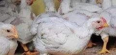 支原體感染的發(fā)展過程及臨床癥狀??！!
