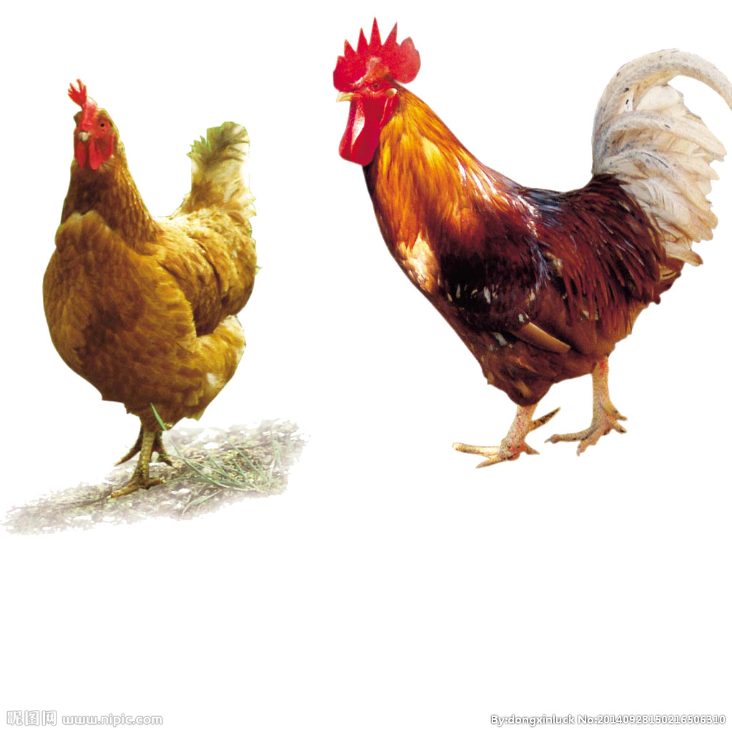  提高肉鴨養(yǎng)殖效益！這八個(gè)飼養(yǎng)管理要注意了?。夹g(shù)） 
